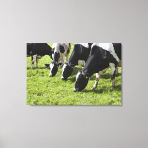 Lienzo Vacas lecheras que pastan en pasto
