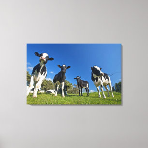 Lienzo Vacas que alimentan en pasto