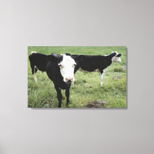 Lienzo Vacas que pastan en el prado, Nueva Escocia,