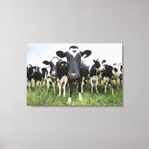 Lienzo Vacas que se colocan en una fila que mira la
