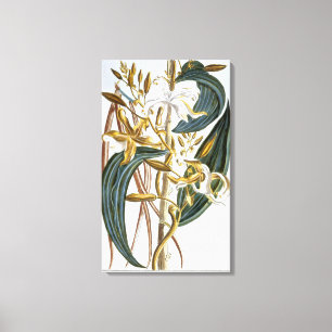 Lienzo Vainas de la vainilla, placa 65, de la 'colección