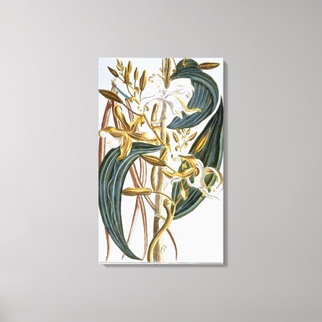 Lienzo Vainilla pods, placa 65, de 'Collection Precieuse (Anverso)