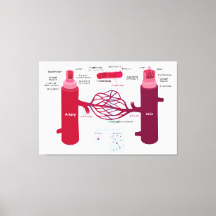 Lienzo Vasos de sangre Diagrama Arterias Venas Capilares