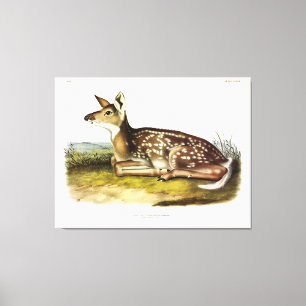 Lienzo Venado común americano (cola blanca), avaricioso, 