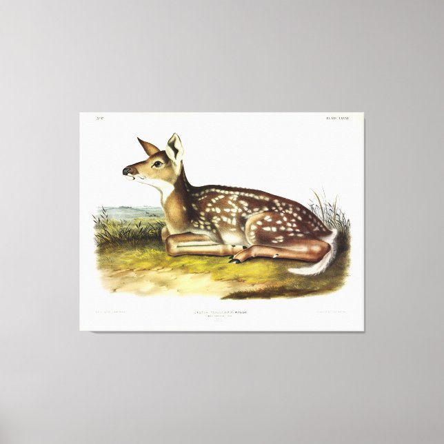 Lienzo Venado común americano (cola blanca), avaricioso,  (Anverso)