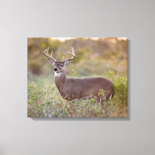 Lienzo Venado de cola blanca   Caída en Texas