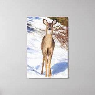 Lienzo Venado De Cola Blanca Mirándote (Acercar)