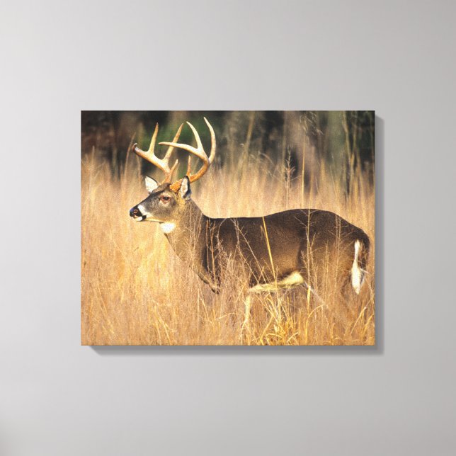 Lienzo Venado de cola blanca | Montañas humeantes Tenness (Anverso)