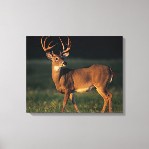 Lienzo Venado de cola blanca   Parque Estatal Choke Canyo