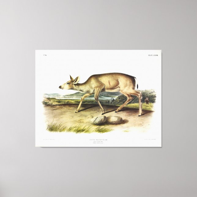 Lienzo Venado de cola negra, ciervo de mula por Audubon (Anverso)