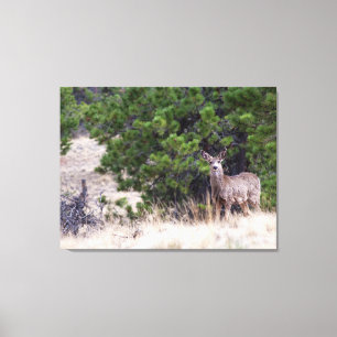 Lienzo Venado Mula en la Naturaleza de Colorado