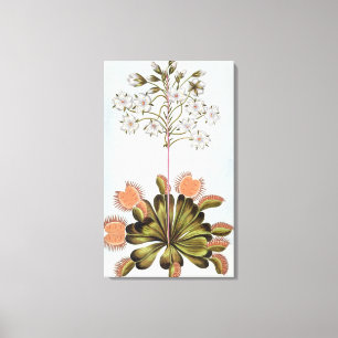 Lienzo Venus Fly-trampa, placa 84, de 'Collection Precieu