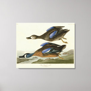 Lienzo Verde azulado de ala azul de los pájaros de Améric