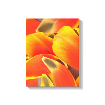 Vibrante Naranja Tulip Flower Petall Foto