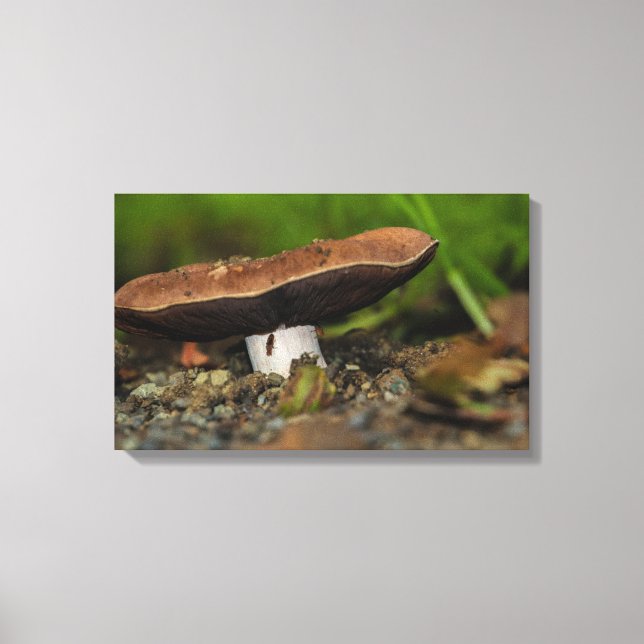 Lienzo Vida de los bugs (Anverso)