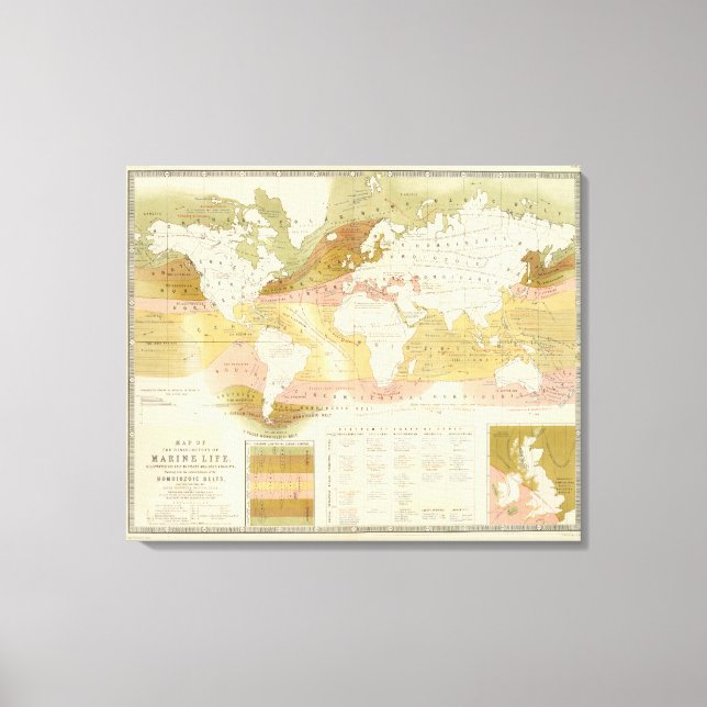 Lienzo Vida marina (Anverso)