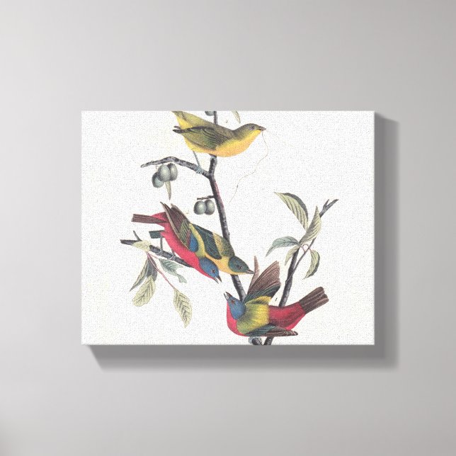 Lienzo Vida silvestre de las aves de Bunting de Audubon (Anverso)