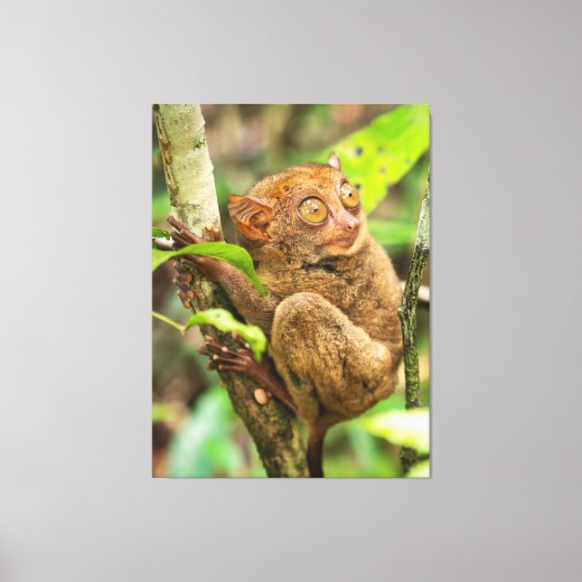 Lienzo Vida silvestre de los monos Cute Tarsier (Anverso)