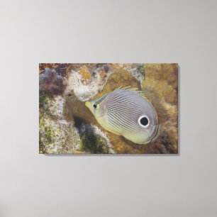 Lienzo Vida subacuática, PESCADO: Un Butterflyfish de