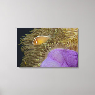 Lienzo Vida subacuática; PESCADOS: Clownfish (rosa