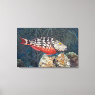 Lienzo Vida submarina, FISH: un colorido Stoplight