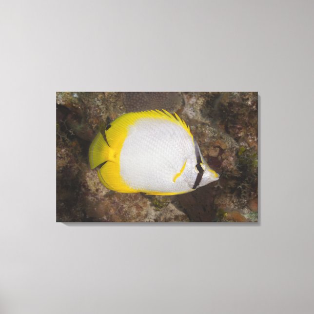 Lienzo Vida submarina, PESCADO: Aleta colorida (Anverso)
