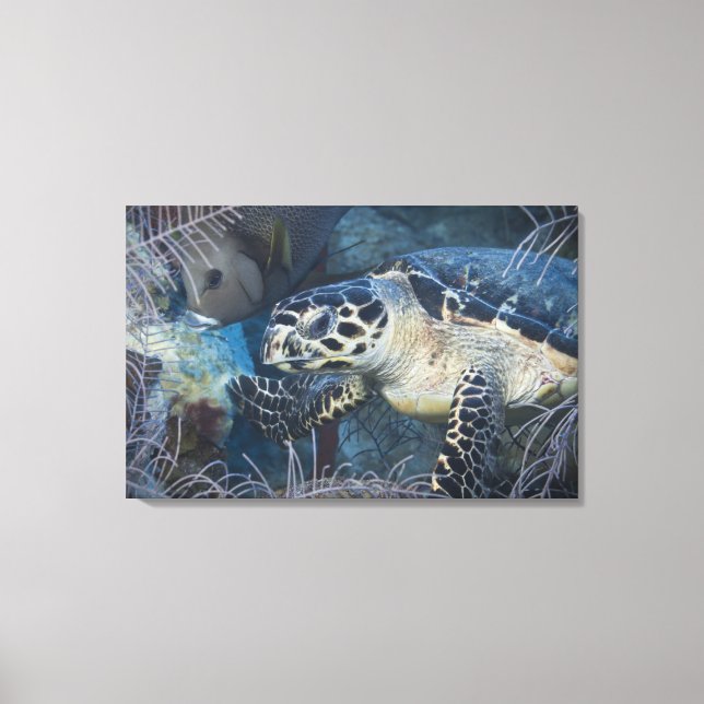 Lienzo Vida submarina: Una tortuga marina de Hawksbill 2 (Anverso)