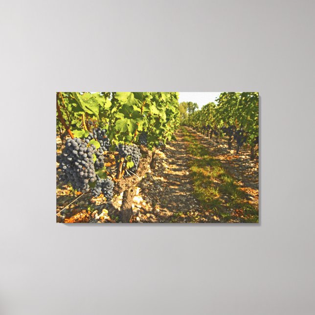 Lienzo vides de Cabernet Sauvignon en una fila en la (Anverso)