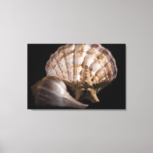 Lienzo Vieira, Whelk, Estrella del Mar (Anverso)
