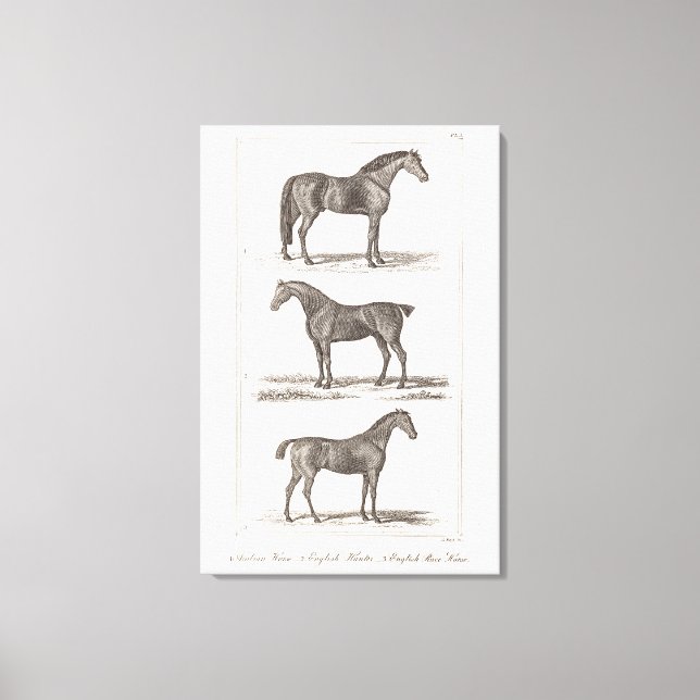 Lienzo Viejo caballo de los años 1800 engendra una raza d (Anverso)