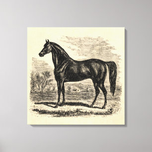 Lienzo Viejo caballo de los años 1800 - plantilla ecuestr