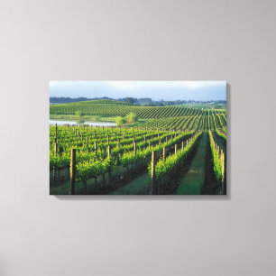 Lienzo Viñas en hileras ordenadas en Napa, California