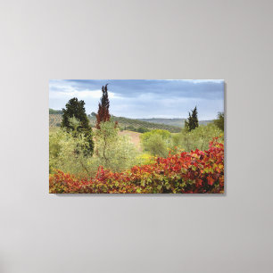 Lienzo Viñedo cerca de Montalcino, Toscana, Italia