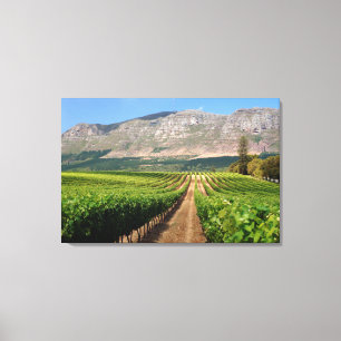 Lienzo Viñedos de Groot Constantia Wine Estate