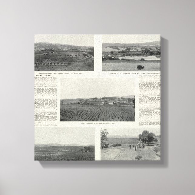 Lienzo Viñedos Modelo, California (Anverso)