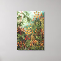 Vintage Ernst Haeckel Mosses