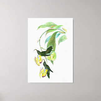 Lienzo Vintage Green Sickle Bill Hummingbird
