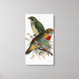 Lienzo Vintage John Keulemans Fruiteater de Banda Roja