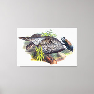 Lienzo Vintage Koklass Pheasant Bird