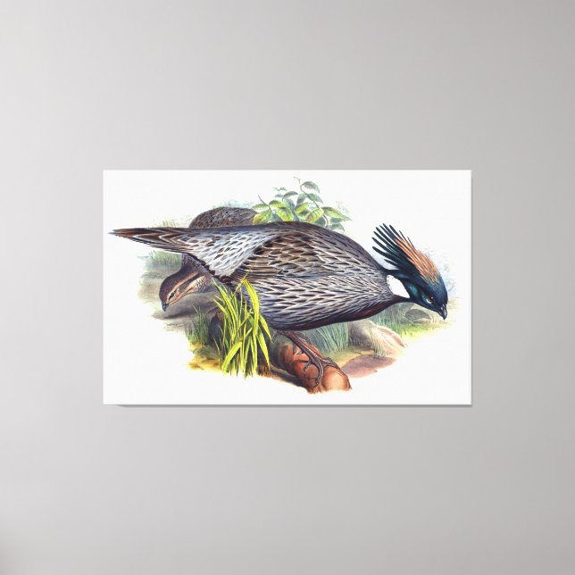 Lienzo Vintage Koklass Pheasant Bird (Anverso)