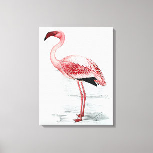 Lienzo Vintage Lesser Flamingo Claude Gibney Finch Davies