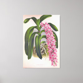 Lienzo Vintage Lilac Orquid Aerides Fieldingi Lindenia
