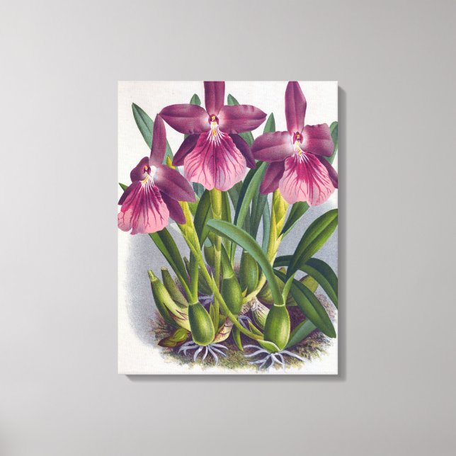Lienzo Vintage Purple Lady Orchids Miltonia Spectabilis (Anverso)