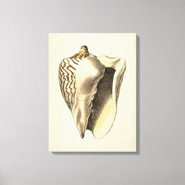 Lienzo Vintage Sepia Conch Shell (Anverso)