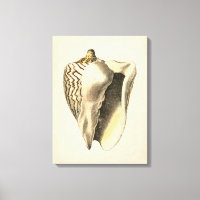 Vintage Sepia Conch Shell