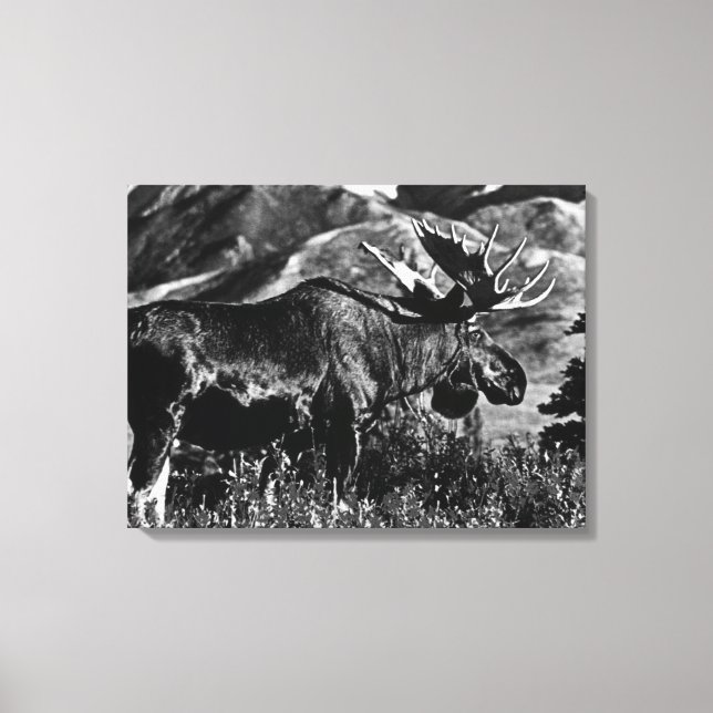 Lienzo Vintage USA Alaska toro (Anverso)