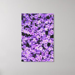 Lienzo Viola Canvas Imprimir Flores Violetas Primavera