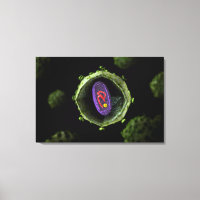 Visión Microscópica Del Virus Del VIH, Sección Cru