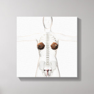 Lienzo Vista 3D Del Sistema Reproductivo Femenino