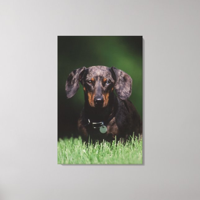 Lienzo Vista de Dachshund de color moteado (Anverso)